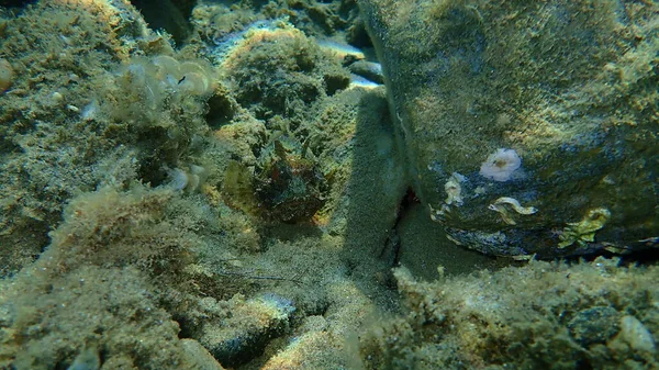 Kızıl akrep balığı (Scorpaena scrofa), büyük ölçekli akrep balığı, deniz altı akrep balığı, Ege Denizi, Yunanistan, Halkidiki