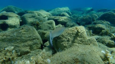 Düz başlı gri kefal (Mugil cephalus), yassı başlı kefal, çizgili kefal balığı, Ege Denizi, Yunanistan, Halkidiki