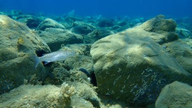 Düz başlı gri kefal (Mugil cephalus), yassı başlı kefal, çizgili kefal balığı, Ege Denizi, Yunanistan, Halkidiki
