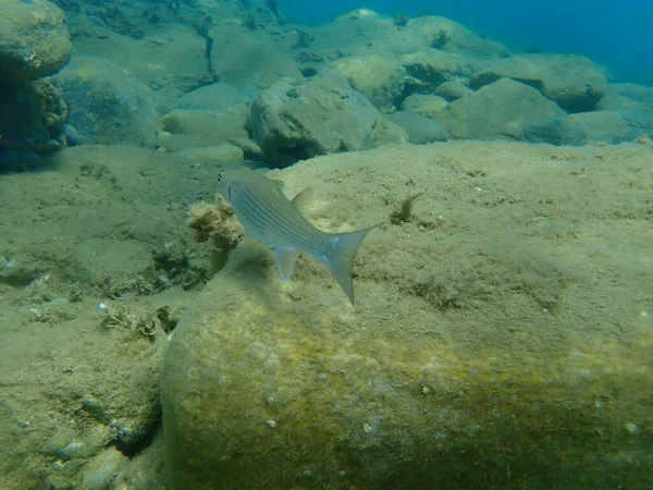 Flathead Meeräsche Mugil Cephalus Flathead Meeräsche Streifenbarbe Unterwasser Ägäis Griechenland — Stockfoto