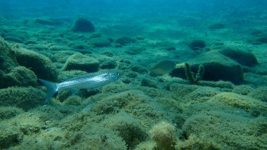 Düz başlı gri kefal (Mugil cephalus), yassı başlı kefal, çizgili kefal balığı, Ege Denizi, Yunanistan, Halkidiki