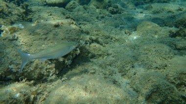 Düz başlı gri kefal (Mugil cephalus), yassı başlı kefal, çizgili kefal balığı, Ege Denizi, Yunanistan, Halkidiki