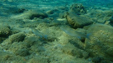 Düz başlı gri kefal (Mugil cephalus), yassı başlı kefal, çizgili kefal balığı, Ege Denizi, Yunanistan, Halkidiki