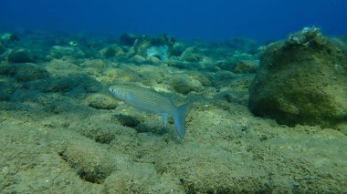 Düz başlı gri kefal (Mugil cephalus), yassı başlı kefal, çizgili kefal balığı, Ege Denizi, Yunanistan, Halkidiki