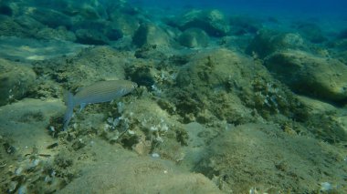 Düz başlı gri kefal (Mugil cephalus), yassı başlı kefal, çizgili kefal balığı, Ege Denizi, Yunanistan, Halkidiki