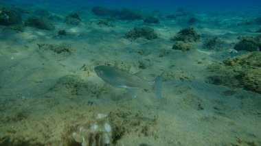 Düz başlı gri kefal (Mugil cephalus), yassı başlı kefal, çizgili kefal balığı, Ege Denizi, Yunanistan, Halkidiki