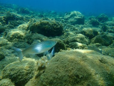 Düz başlı gri kefal (Mugil cephalus), yassı başlı kefal, çizgili kefal balığı, Ege Denizi, Yunanistan, Halkidiki