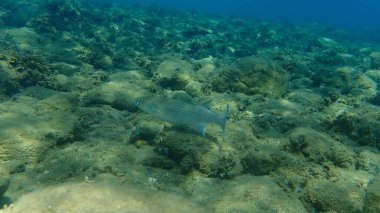 Düz başlı gri kefal (Mugil cephalus), yassı başlı kefal, çizgili kefal balığı, Ege Denizi, Yunanistan, Halkidiki