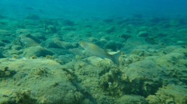Düz başlı gri kefal (Mugil cephalus), yassı başlı kefal, çizgili kefal balığı, Ege Denizi, Yunanistan, Halkidiki