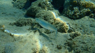 Düz başlı gri kefal (Mugil cephalus), yassı başlı kefal, çizgili kefal balığı, Ege Denizi, Yunanistan, Halkidiki