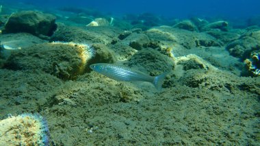 Düz başlı gri kefal (Mugil cephalus), yassı başlı kefal, çizgili kefal balığı, Ege Denizi, Yunanistan, Halkidiki