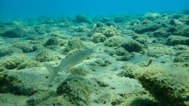 Düz başlı gri kefal (Mugil cephalus), yassı başlı kefal, çizgili kefal balığı, Ege Denizi, Yunanistan, Halkidiki