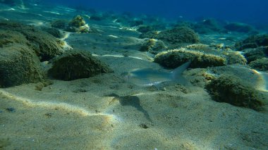 Düz başlı gri kefal (Mugil cephalus), yassı başlı kefal, çizgili kefal balığı, Ege Denizi, Yunanistan, Halkidiki