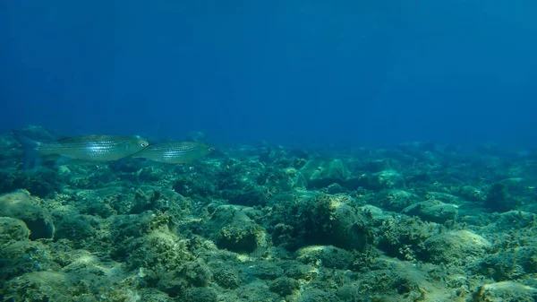 Flathead Grey Mullet Mugil Cephalus Flathead Mullet Striped Mullet Undersea — стокове фото