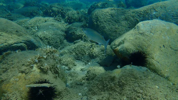 Flathead Meeräsche Mugil Cephalus Flathead Meeräsche Streifenbarbe Unterwasser Ägäis Griechenland — Stockfoto