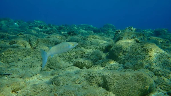 Flathead Grey Mullet Mugil Cephalus Flathead Mullet Gestreepte Mullet Onderzee — Stockfoto