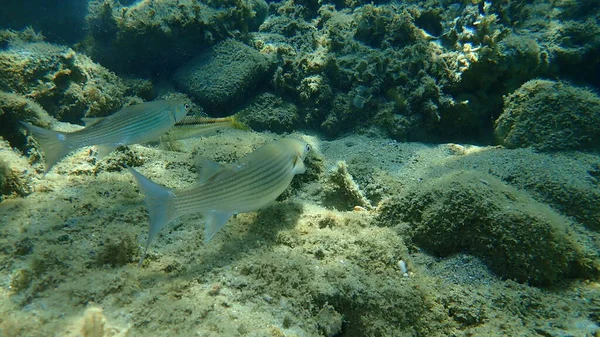 Düz başlı gri kefal (Mugil cephalus), yassı başlı kefal, çizgili kefal balığı, Ege Denizi, Yunanistan, Halkidiki