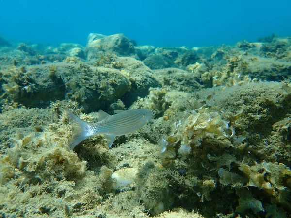 Flathead Meeräsche Mugil Cephalus Flathead Meeräsche Streifenbarbe Unterwasser Ägäis Griechenland — Stockfoto