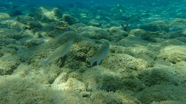 Flathead Grey Mullet Mugil Cephalus Flathead Mullet Striped Mullet Undersea — Stock Photo, Image