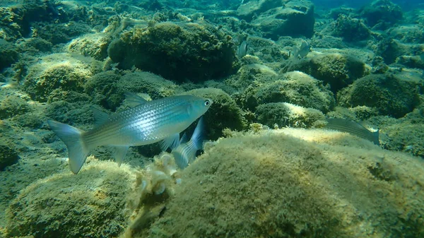 Mugil Cephalus Salmonete Cabeza Plana Salmonete Rayado Submarino Mar Egeo — Foto de Stock