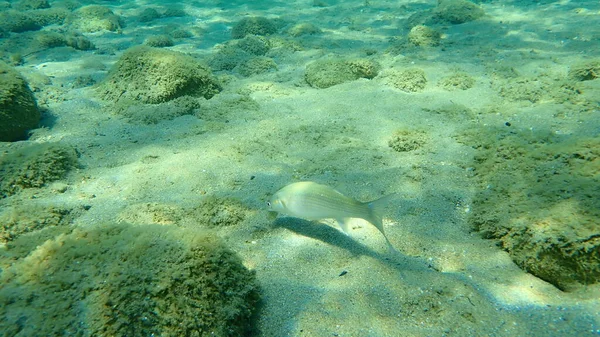 Flathead Grey Mullet Mugil Cephalus Flathead Mullet Striped Mullet Undersea — стокове фото