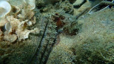 Genel ahtapot (Octopus vulgaris) avı, Ege Denizi, Yunanistan, Halkidiki