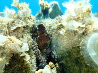 Genel ahtapot (Octopus vulgaris) avı, Ege Denizi, Yunanistan, Halkidiki