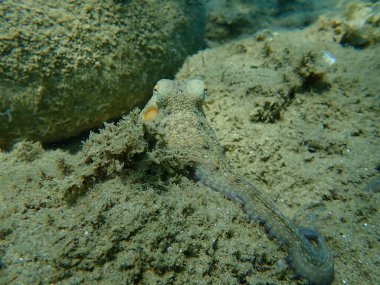 Genel ahtapot (Octopus vulgaris) avı, Ege Denizi, Yunanistan, Halkidiki