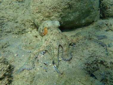 Genel ahtapot (Octopus vulgaris) avı, Ege Denizi, Yunanistan, Halkidiki