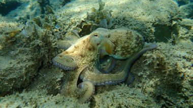 Genel ahtapot (Octopus vulgaris) avı, Ege Denizi, Yunanistan, Halkidiki