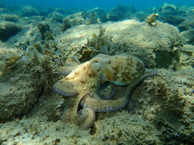 Genel ahtapot (Octopus vulgaris) avı, Ege Denizi, Yunanistan, Halkidiki