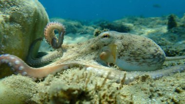 Genel ahtapot (Octopus vulgaris) avı, Ege Denizi, Yunanistan, Halkidiki