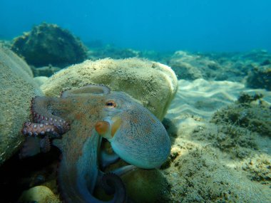 Genel ahtapot (Octopus vulgaris) avı, Ege Denizi, Yunanistan, Halkidiki