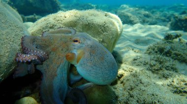 Genel ahtapot (Octopus vulgaris) avı, Ege Denizi, Yunanistan, Halkidiki