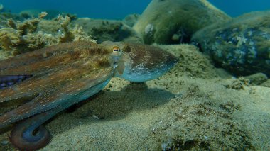 Genel ahtapot (Octopus vulgaris) avı, Ege Denizi, Yunanistan, Halkidiki