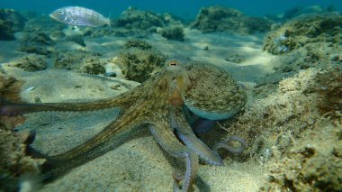 Genel ahtapot (Octopus vulgaris) avı, Ege Denizi, Yunanistan, Halkidiki