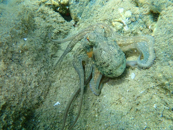 Pieuvre Commune Octopus Vulgaris Chasse Mer Égée Grèce Halkidiki — Photo