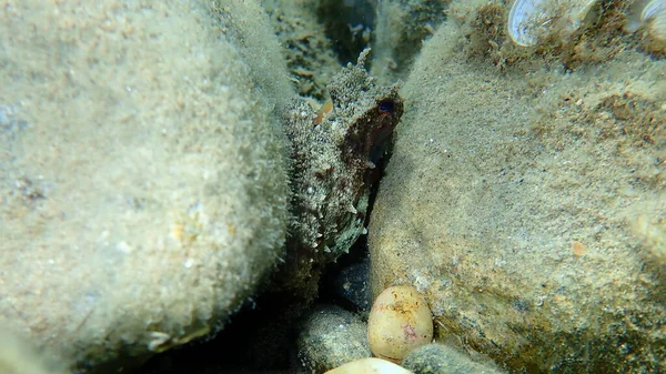 Genel Ahtapot Octopus Vulgaris Avı Ege Denizi Yunanistan Halkidiki — Stok fotoğraf