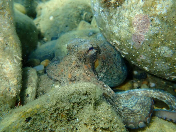 Polvo Comum Octopus Vulgaris Caça Mar Egeu Grécia Halkidiki — Fotografia de Stock