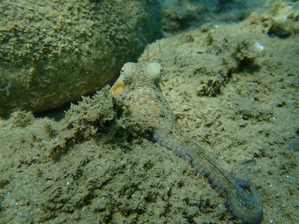 Genel Ahtapot Octopus Vulgaris Avı Ege Denizi Yunanistan Halkidiki — Stok fotoğraf