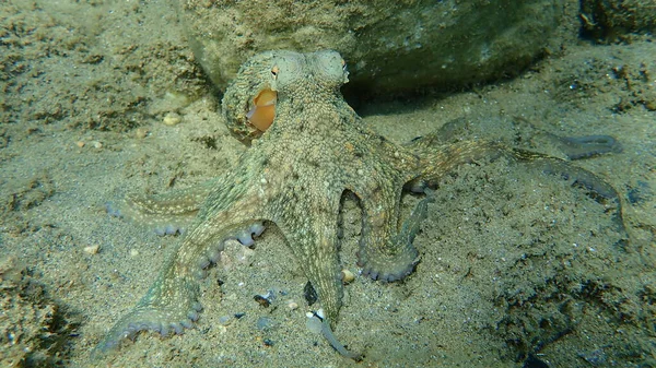 Genel ahtapot (Octopus vulgaris) avı, Ege Denizi, Yunanistan, Halkidiki