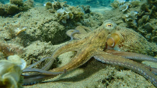 Közönséges Polip Octopus Vulgaris Vadászat Égei Tenger Görögország Halkidiki — Stock Fotó