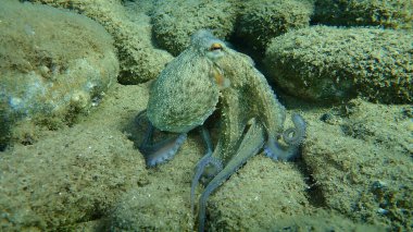 Genel ahtapot (Octopus vulgaris) avı, Ege Denizi, Yunanistan, Halkidiki