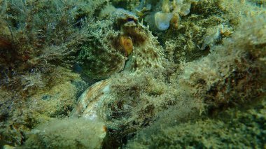 Genel ahtapot (Octopus vulgaris) avı, Ege Denizi, Yunanistan, Halkidiki