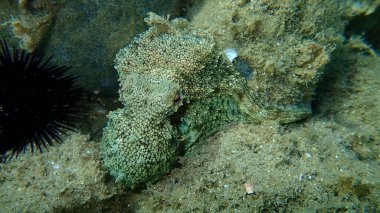 Genel ahtapot (Octopus vulgaris) avı, Ege Denizi, Yunanistan, Halkidiki