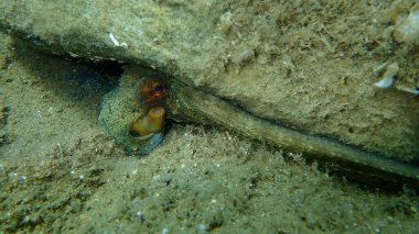 Genel ahtapot (Octopus vulgaris) avı, Ege Denizi, Yunanistan, Halkidiki