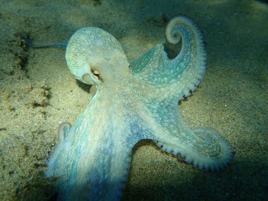 Genel ahtapot (Octopus vulgaris) avı, Ege Denizi, Yunanistan, Halkidiki