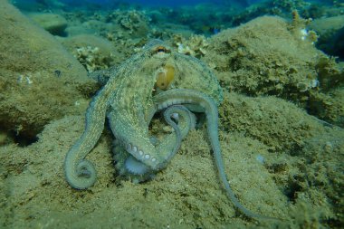 Genel ahtapot (Octopus vulgaris) avı, Ege Denizi, Yunanistan, Halkidiki