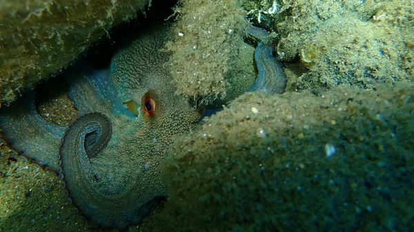 Polowanie Ośmiornice Zwyczajne Octopus Vulgaris Morze Egejskie Grecja Halkidiki — Zdjęcie stockowe