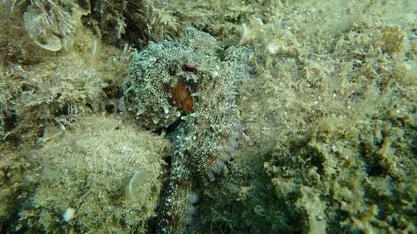 Közönséges Polip Octopus Vulgaris Vadászat Égei Tenger Görögország Halkidiki — Stock Fotó